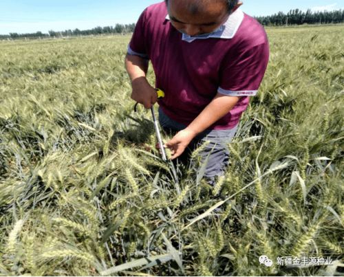 專家指導助力發(fā)展——阿瓦提縣農(nóng)業(yè)農(nóng)村局農(nóng)技推廣中心高級農(nóng)藝師深入企業(yè)檢查指導工作