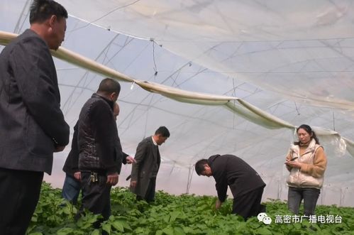 地頭傳經(jīng)授藝，科技賦能田疇——我市扎實開展農(nóng)技推廣助力農(nóng)業(yè)生產(chǎn)